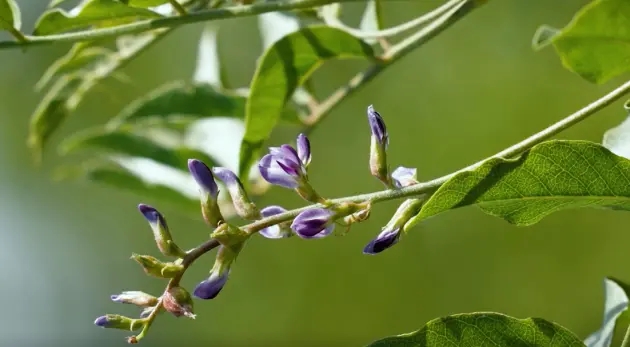 glabridin plant.webp.jpg
