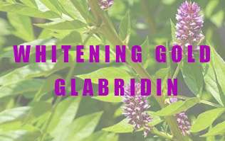 Why Glabridin is called "Whitening Gold"?