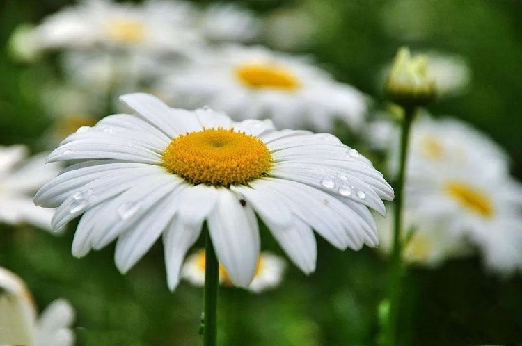Plant Insecticide - Natural Pyrethrin