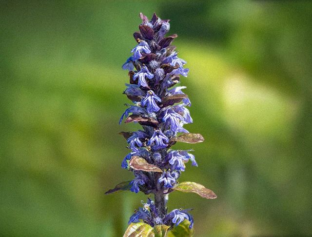 Ajuga Turkestanica Extract-The muscle man's secret weapon