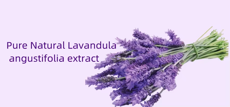 Lavender Extract: The New Wave in Natural Health and Beauty