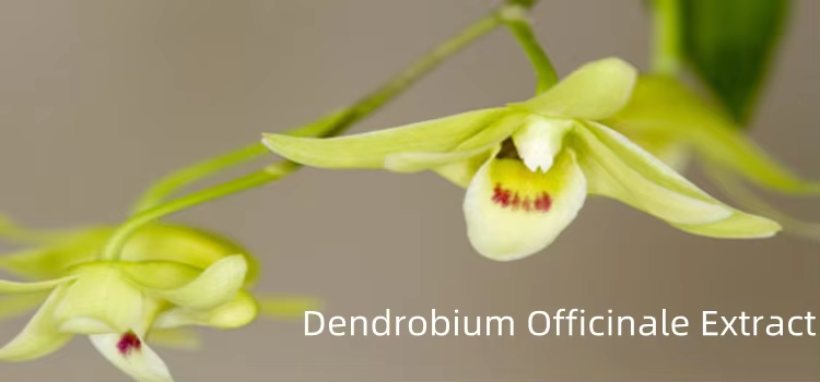 Dendrobium Officinale Extract: A Treasure of Health from Tradition to Modernity