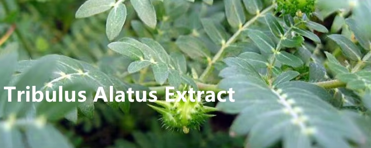 Discovery of Tribulus Terrestris Extract: A Promising New Supplement for Health and Wellnes