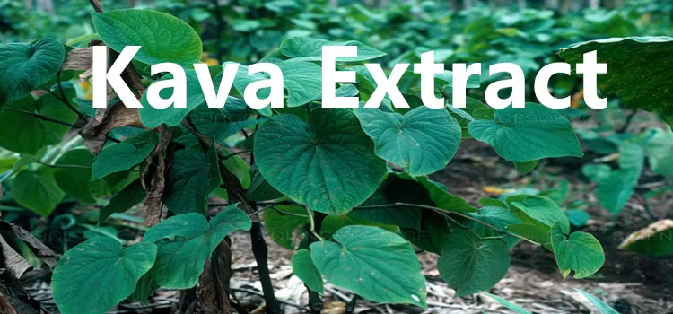 The Rising Popularity of Kava Extract: A Natural Solution for Stress and Anxiety