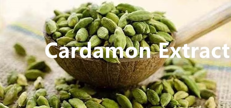 The Versatility of Cardamom Extract: A Natural Remedy for Health and Wellnes