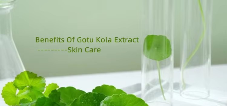 Centella Asiatica Extract Gains Popularity as a Skincare Powerhouse