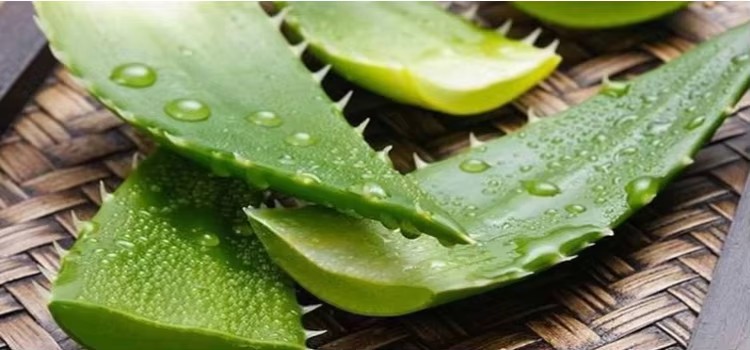 Aloe Vera Extract Emerges as a Leading Ingredient in Natural Skincare Revolution