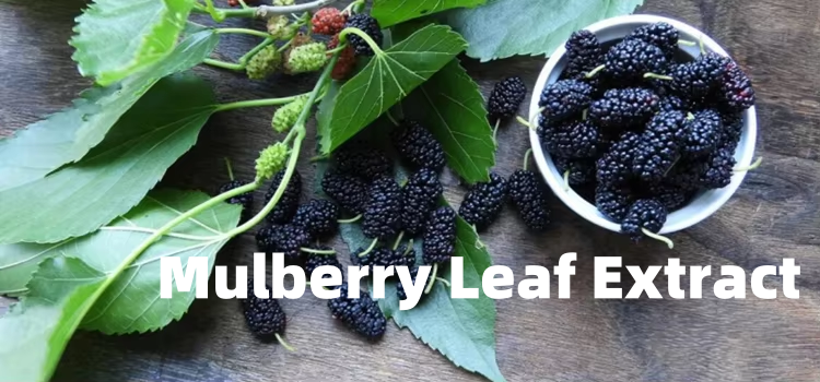 The Wonders of “ Mulberry Leaf Extract"