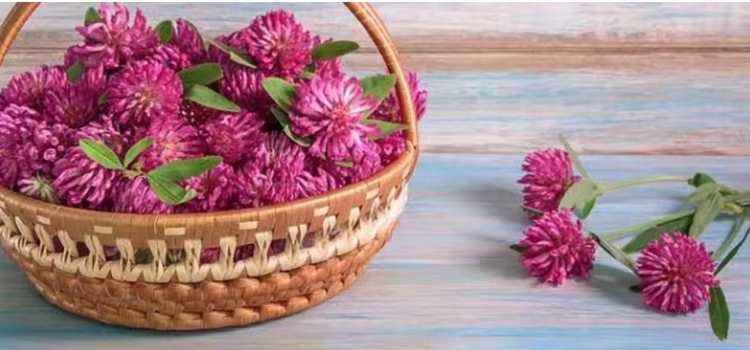 Red Clover Extract: A Natural Solution for Women's Health and Overall Wellness
