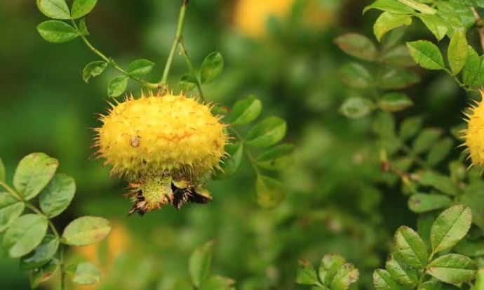 Prickly Pear Fruit Extract: A Natural Powerhouse for Health and Wellness