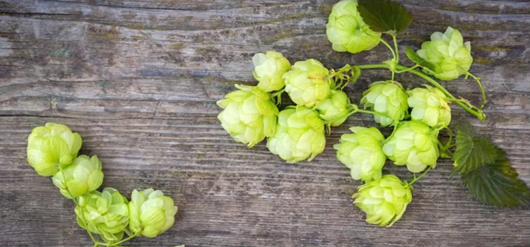 Hops Flower Extract: A Versatile Botanical for Wellness and Innovation