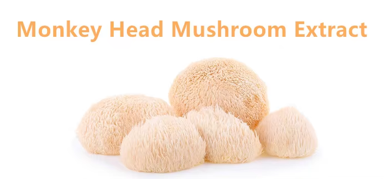 Lion’s Mane Mushroom Extract: A Premium Botanical for Innovation in Wellness